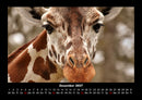 Giraffen Fotokalender 2027 - 12