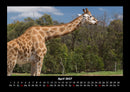 Giraffen Fotokalender 2027 - 4