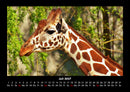 Giraffen Fotokalender 2027 - 7
