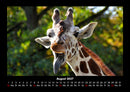 Giraffen Fotokalender 2027 - 8