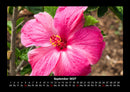Blumenzauber Fotokalender 2027 - 9