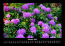 Blumenzauber Fotokalender 2027 - 10