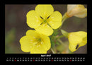 Blumenzauber Fotokalender 2027 - 4