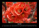 Blumenzauber Fotokalender 2027 - 5