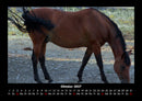 Pferde Kalender Fotokalender 2027 - 10