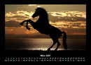 Pferde Kalender Fotokalender 2027 - 3