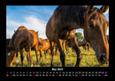 Pferde Kalender Fotokalender 2027 - 5