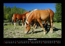 Pferde Kalender Fotokalender 2027 - 8