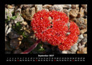 Blumenkalender Fotokalender 2027 - 9