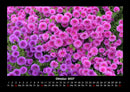 Blumenkalender Fotokalender 2027 - 10