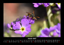 Blumenkalender Fotokalender 2027 - 1