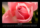 Blumenkalender Fotokalender 2027 - 4