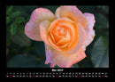 Blumenkalender Fotokalender 2027 - 5