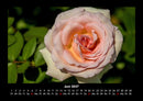 Blumenkalender Fotokalender 2027 - 6