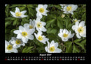 Blumenkalender Fotokalender 2027 - 8