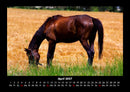 Die Welt der Pferde Fotokalender 2027 - 4