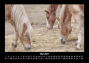 Die Welt der Pferde Fotokalender 2027 - 5