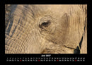 Der Elefantenkalender Fotokalender 2027 - 6