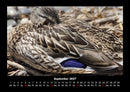 Enten Fotokalender 2027 - 9
