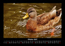 Enten Fotokalender 2027 - 10