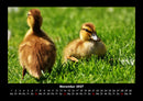 Enten Fotokalender 2027 - 11