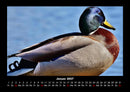 Enten Fotokalender 2027 - 1