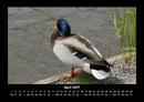 Enten Fotokalender 2027 - 4