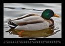 Enten Fotokalender 2027 - 5