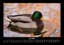 Enten Fotokalender 2027 - 7
