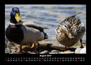 Enten Fotokalender 2027 - 8