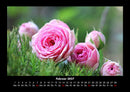 Rosentraum Fotokalender 2027 - 2