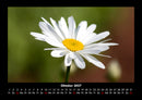 Pflanzen und Blüten Fotokalender 2027 - 10
