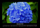 Pflanzen und Blüten Fotokalender 2027 - 11
