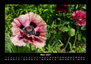Pflanzen und Blüten Fotokalender 2027 - 3