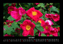 Pflanzen und Blüten Fotokalender 2027 - 7
