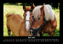 Pferdetraum Fotokalender 2027 - 3