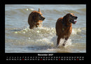 Hunde Fotokalender 2027 - 11