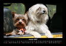 Hunde Fotokalender 2027 - 1
