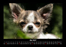 Hunde Fotokalender 2027 - 5