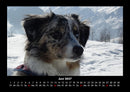 Hunde Fotokalender 2027 - 6
