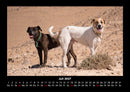 Hunde Fotokalender 2027 - 7
