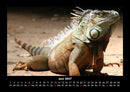 Welt der Tiere Fotokalender 2027 - 6
