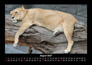 Welt der Tiere Fotokalender 2027 - 8