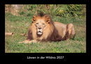 Löwen in der Wildnis Fotokalender 2027 - Hauptbild