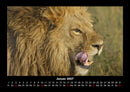 Löwen in der Wildnis Fotokalender 2027 - 1