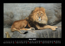 Löwen in der Wildnis Fotokalender 2027 - 3