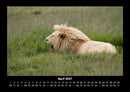 Löwen in der Wildnis Fotokalender 2027 - 4