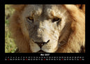 Löwen in der Wildnis Fotokalender 2027 - 5