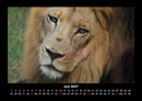 Löwen in der Wildnis Fotokalender 2027 - 6