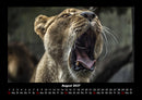 Löwen in der Wildnis Fotokalender 2027 - 8